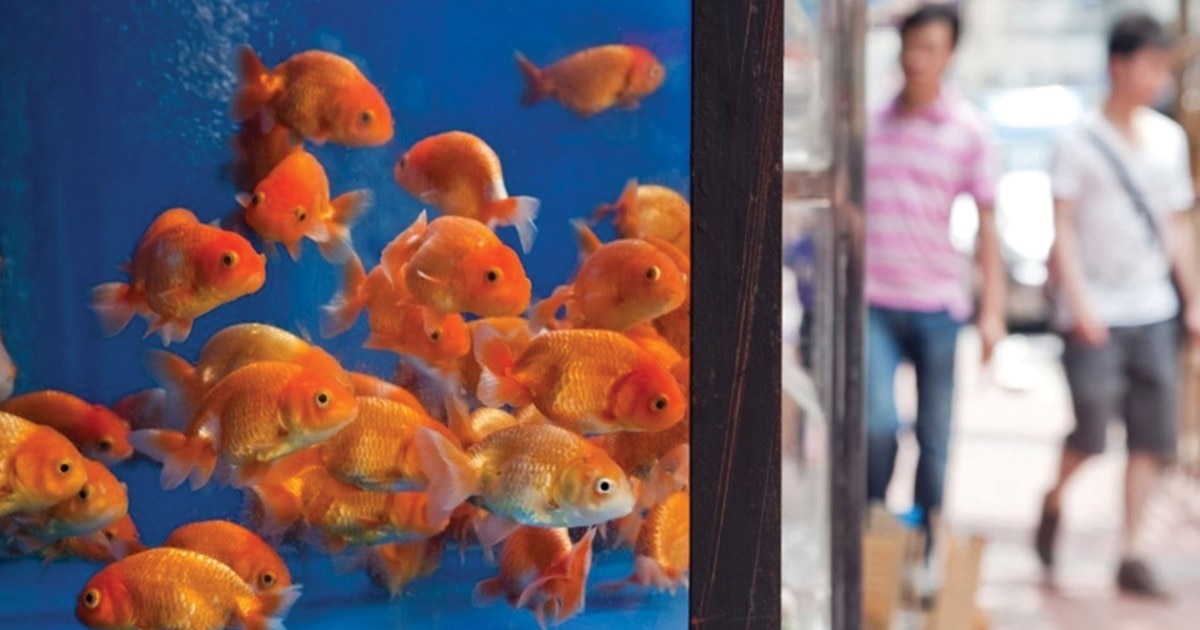 Display tanks filled with fish at the Goldfish Market in Hong Kong