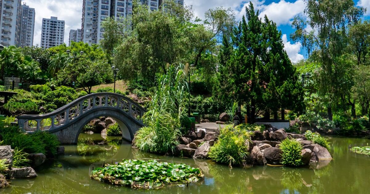 Pond, small bridge and greenery at Sha Tin Central Park